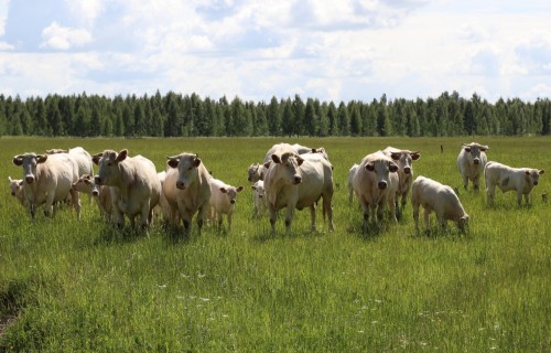 Izmaksas par veterinārā sertifikāta izsniegšanu liellopu eksportētājiem nav jāsedz uz Latvijas nodokļu maksātāju rēķina