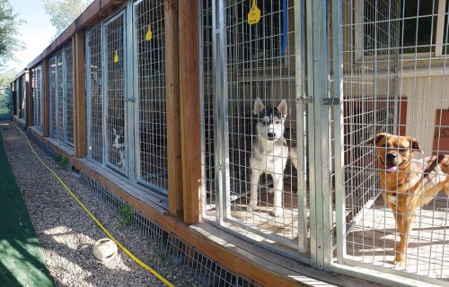 Veterinārārstu biedrība: Rīgas domei jāmaina novecojušais iepirkumu modelis