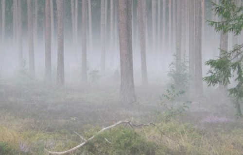 Turpina palielināties vilku postījumi – saplosīti suņi un mājlopi