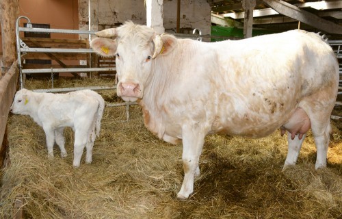 Gaļas liellopu audzētāju biedrība: Silto laika apstākļu ietekmē palielinās dzīvnieku slimību riski