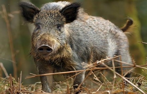 Paplašināts teritoriju saraksts, kurās nomedītās mežacūkas ir obligāti jāizmeklē