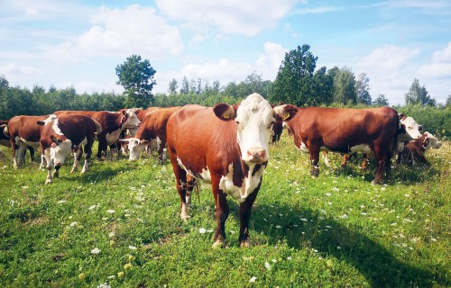Gaļas šķirņu liellopu nobarošanas rezultāti un liemeņu kvalitāte