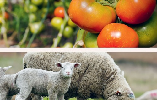 Bioloģiskās lauksaimniecības izaicinājumi: piesārņojuma un apdraudējuma avoti