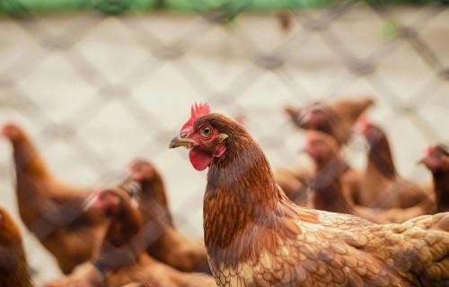 Latvijā pirmo reizi konstatēts augsti patogēnās putnu gripas H5N1 uzliesmojums mājputnu novietnē