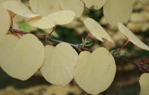 LVM arborētumā sāk smaržot cukurvates koks
