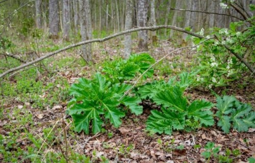 Izsludināts konkurss latvāņu ierobežošanas darbiem 2026.–2028. gadā