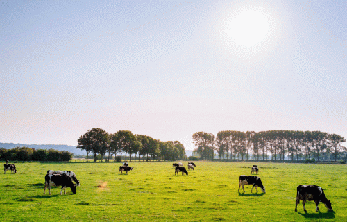 Lauku atbalsta dienests izmaksā vienreizēju pabalstu piena lopkopjiem un liellopu audzētājiem
