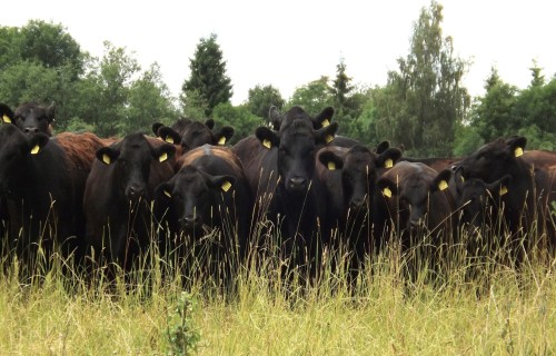 Zemkopības ministrs Armands Krauze ar EP deputātiem pārrunās atbilstoša atbalsta lauksaimniecībai nepieciešamību arī pēc 2027. gada