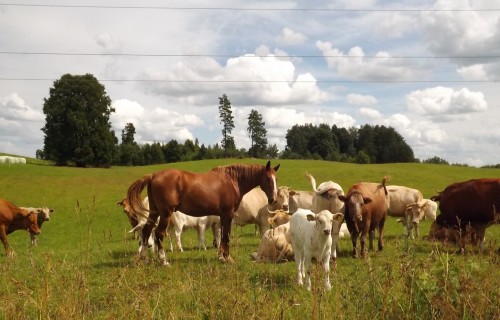Ar veterinārās e-veselības sistēmas “eVETIS” palīdzību veiks dzīvniekiem lietoto zāļu uzskaiti