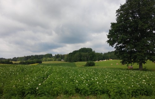 2025. gads graudkopībā Latvijā – nozare atrodas pārejas un riska zonā