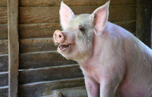 Cūku turētājiem līdz 2026. gada 31. janvārim jāiesniedz ziņojums par pašpatēriņu