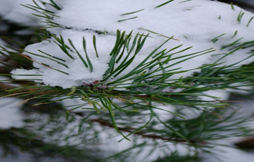 Pieejama mājaslapa ES iniciatīvai “Par 3 miljardiem koku vairāk līdz 2030. gadam”