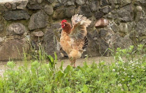 Atbalsts biodrošībai un pamatlīdzekļu iegādei mazajās lauku saimniecībās putnkopības nozarē