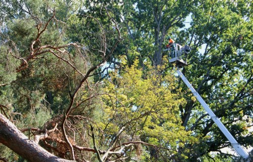 Bulduros tiks atklāts starptautisks kokkopju (arboristu) izglītības un sertifikācijas centrs