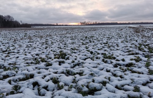 Lauksaimnieki aicināti uz konferenci Kocēnos – par savas nozares nākotni