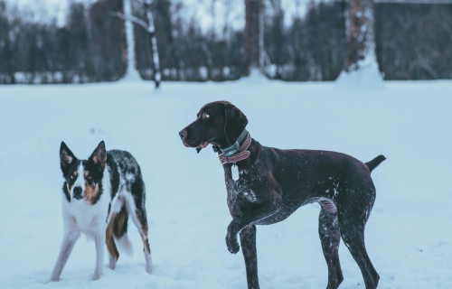 PVD aicina parūpēties par saviem dzīvniekiem aukstajā laikā