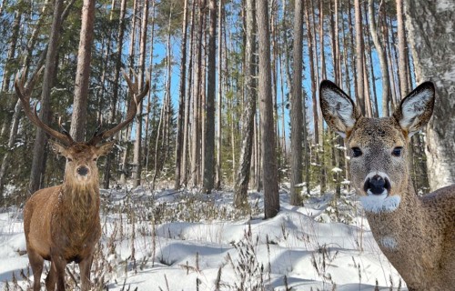 Meža dzīvnieku bojājumi ziemā – kā pasargāt jaunaudzes?