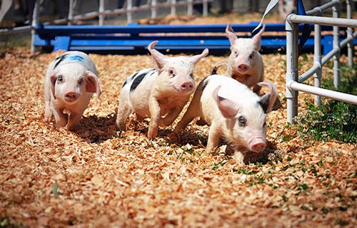 Francijas valdība aicina samazināt gaļas patēriņu