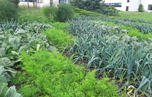 DIGIDĀRZS - viedā lauksaimniecība zaļākai un ražīgākai nākotnei