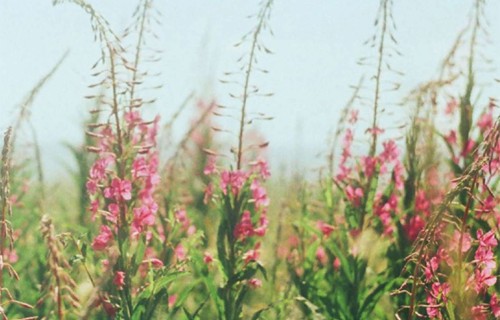 Vasaras izskaņa maigos toņos