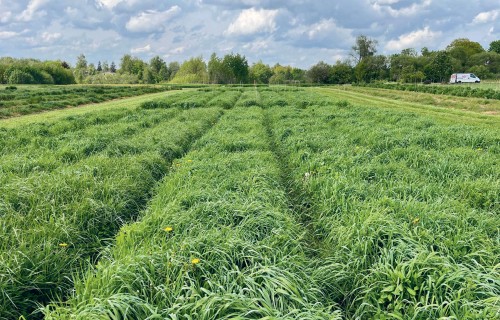 Niedru auzenes maisījumi