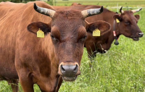 Sākas pieteikšanās valsts atbalstam Latvijas vietējām šķirnēm