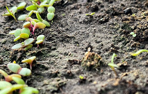 Pieaug lauksaimniecības zemes cenas