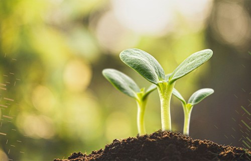 “Laukiem augt” – atbalsts lauku uzņēmējiem attīstības plānošanai