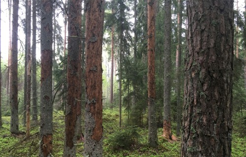 Mežā samazinās kaitēkļu bojātās platības