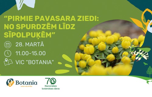 Pirmie pavasara ziedi