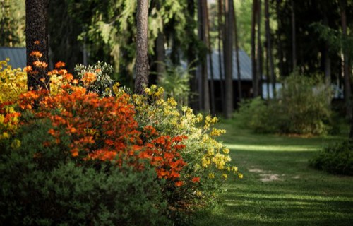 Sākas krāšņākais gada piedzīvojums – “Ziedu ceļos 2026”