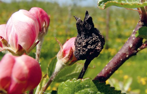 Kultūraugu slimību un kaitēkļu prognoze aprīlim.