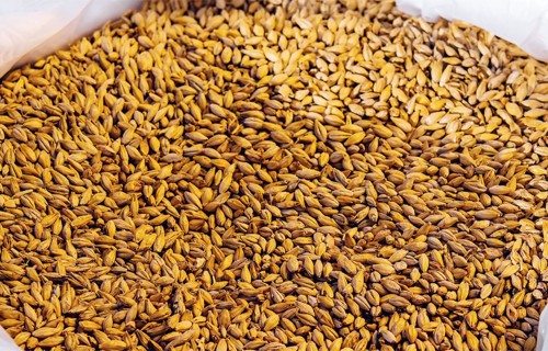 Kā Latvijā noturēt augstu ražas potenciālu graudkopībā