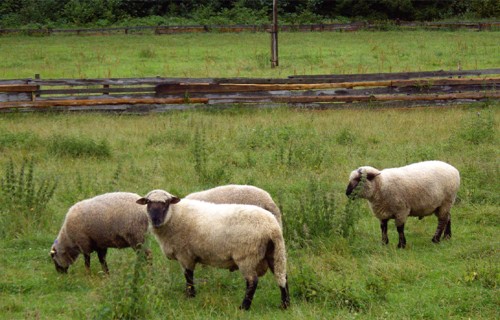Vienkāršota dzīvnieku reģistrēšanas kārtība un samazināts administratīvais slogs lauksaimniecības dzīvnieku turētājiem