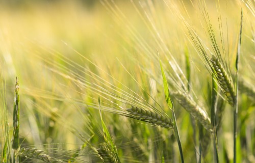 Pērn Latvijā ievākta graudu kopraža 3,4 miljonu tonnu apmērā
