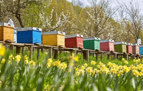Bišu saimju skaita ziņošana LBB
