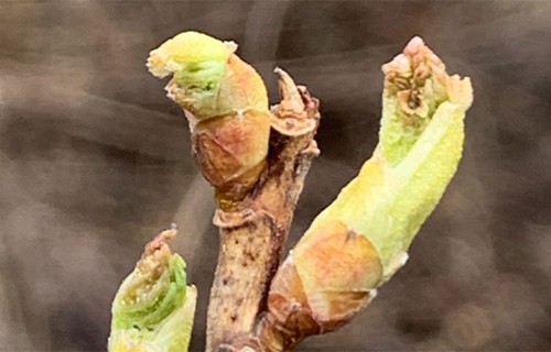 Mitruma trūkums un sala ietekme: situācija augļu dārzos un pirmie pavasara darbi