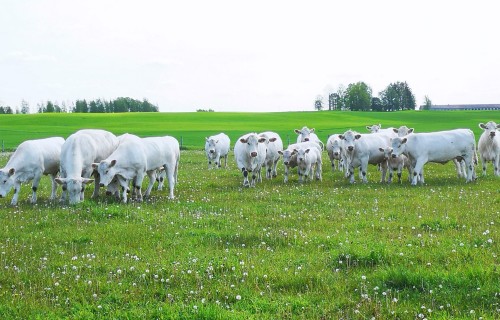 Lopkopības prognozes ar mīnusa zīmi