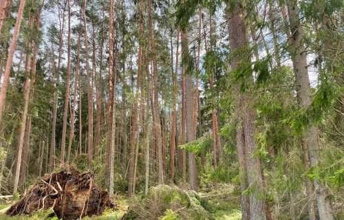 Mežsaimniecības konsultanta loma šodien