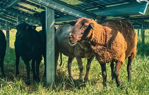 Kukaiņu dzīvotnes, zālāji un saules enerģija – Austrijas pieredze BiodIvErSe projektā