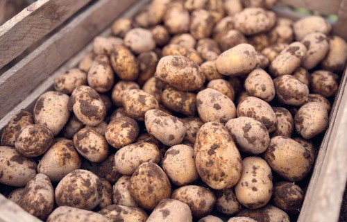 Kartupelis – pārtikas drošības balsts