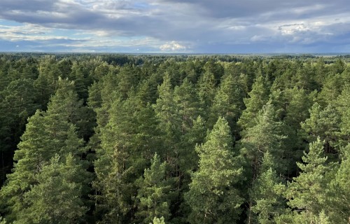 Pagarināta projektu iesniegumu pieņemšana atbalstam mežsaimniecībā