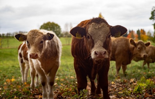 Liellopu gaļas iepirkumu cena novembrī Latvijā samazinājusies par 6,5%