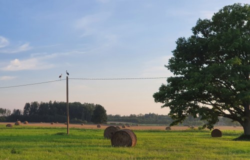 LAD platību maksājumu avansu sāk izmaksāt mēnesi agrāk – 15.septembr
