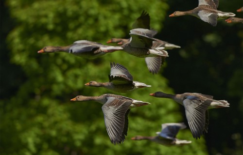 Pārtikas un veterinārais dienests mājputnu turētājiem atgādina par biodrošību