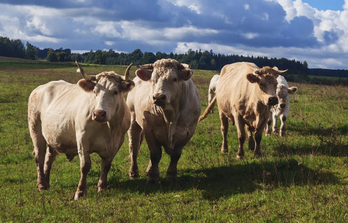 Faktori, kas ietekmē SEG emisijas bioloģiskajā gaļas lopkopībā
