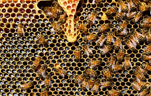 Februārī notiks "VI Starptautiskā Latgales biškopju konference"