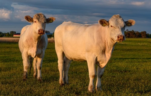 Liellopu gaļas iepirkumu cena decembrī Latvijā pieaugusi par 2,7%
