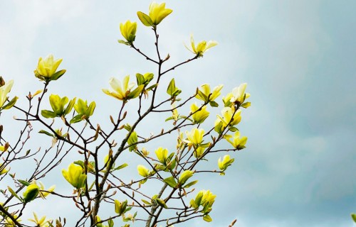 Eksotiskās aristokrātes magnolijas