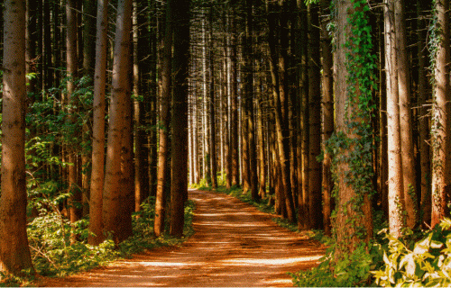 Eksperts: Latvijā mežkopības kvalitāte privātajos mežos ir katastrofāla